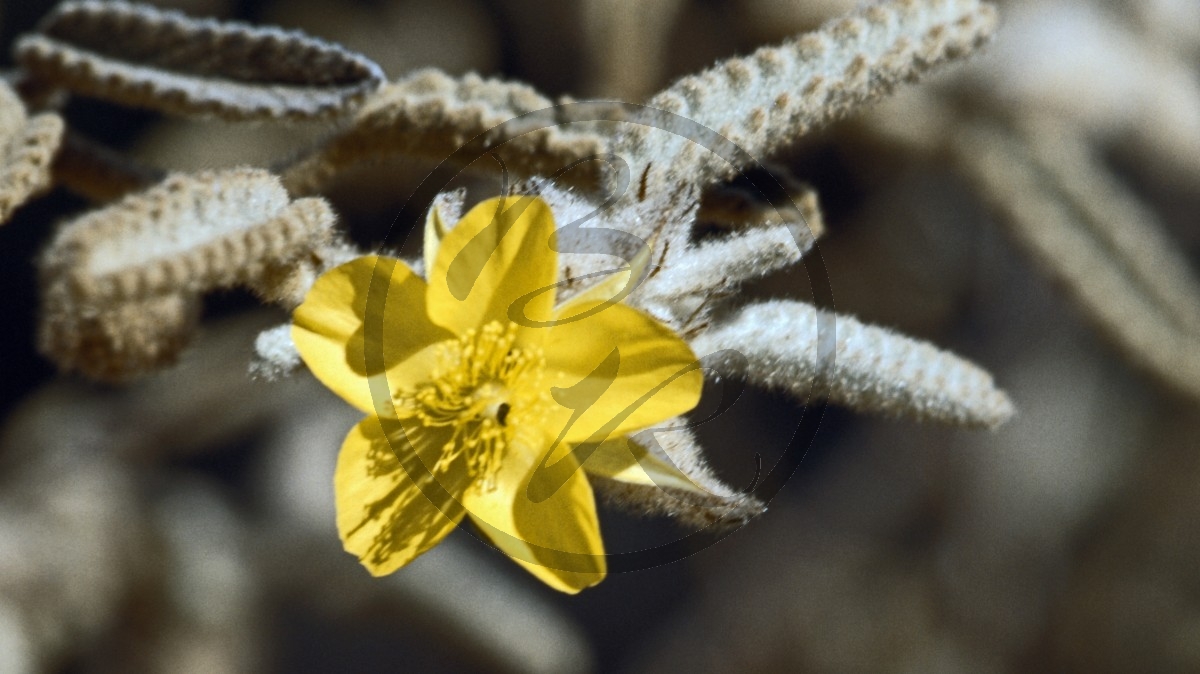 Hamersley Range - Karijini Nationalpark - gelbe Blüte - [unbestimmt]_C04-41-24.jpg
