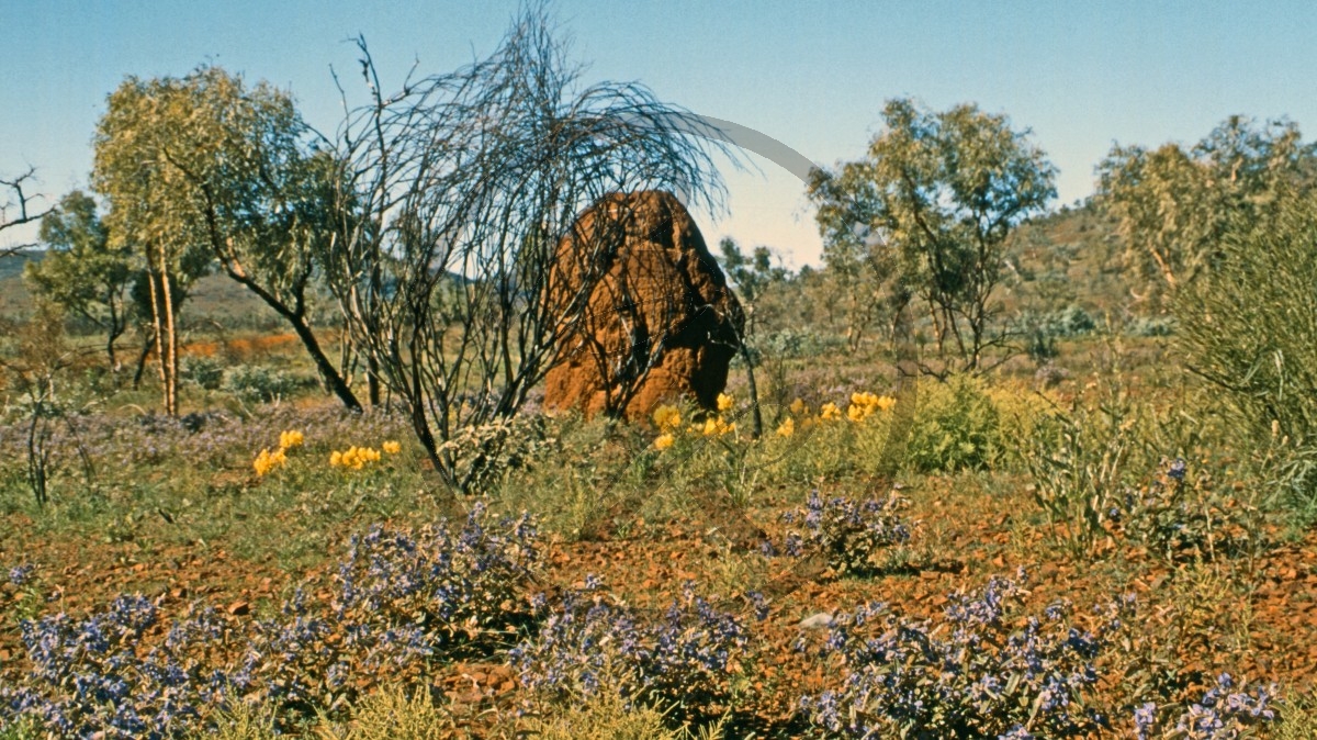 Hamersley Range - Outback - Termitenhügel_C04-41-30.jpg