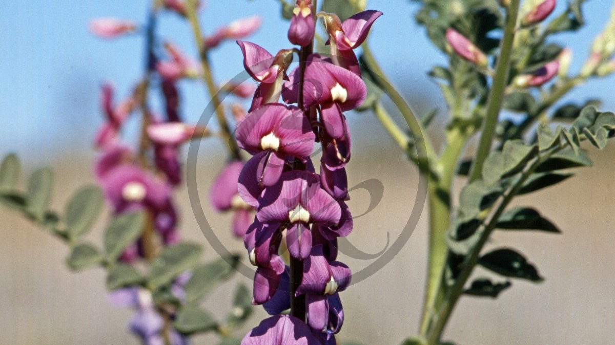Hamersley Range - Schmetterlingsblütler - [Fabaceae]_C04-41-37.jpg