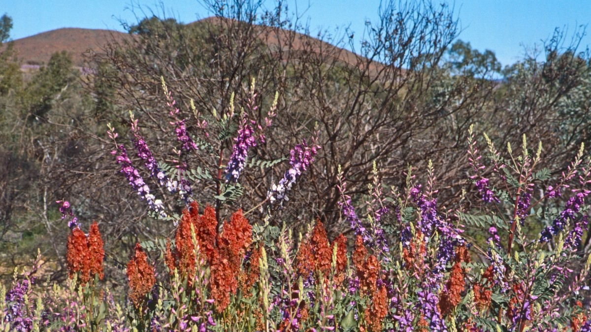 Hamersley Range - Schmetterlingsblütler - [Fabaceae]_C04-41-40.jpg