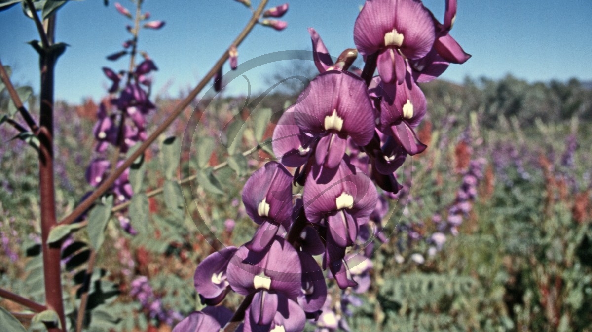 Hamersley Range - Schmetterlingsblütler - [Fabaceae]_C04-41-42.jpg