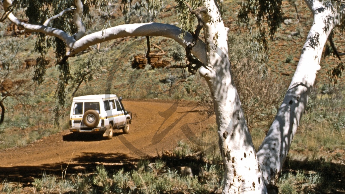 Hamersley Range - Yampire Gorge - Ghost Gum_C04-40-38.jpg