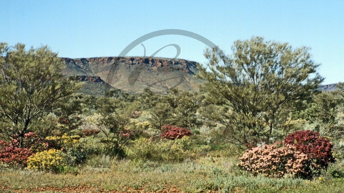 Hamersley Range - blühendes Outback_C04-41-43.jpg