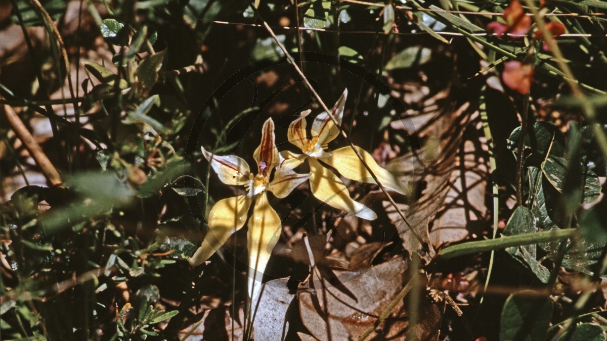 Jarrah-Wälder - Cowslip Orchid - [Caladenia flava]_D05-16-43.jpg