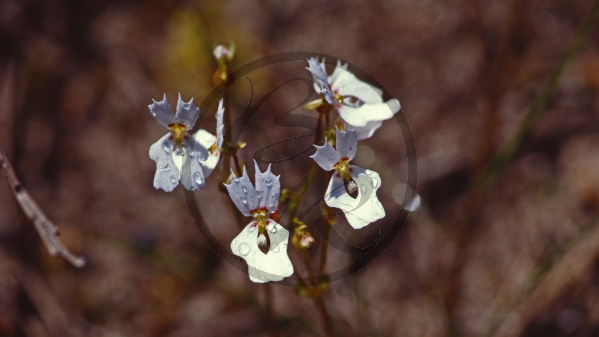 Jarrah-Wälder - Schusspflanze - Book triggerplant - [Stylidium calcaratum]_D05-16-30.jpg