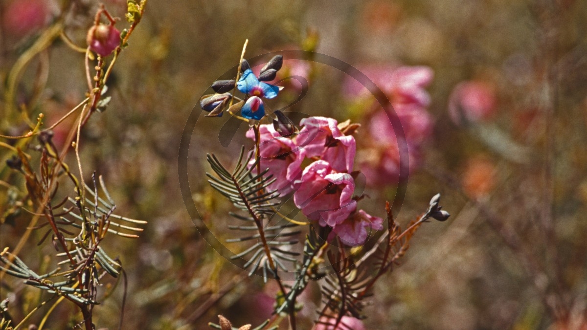 Jarrah-Wälder - blau-rote Blüte und [Boronia]_D05-16-25.jpg