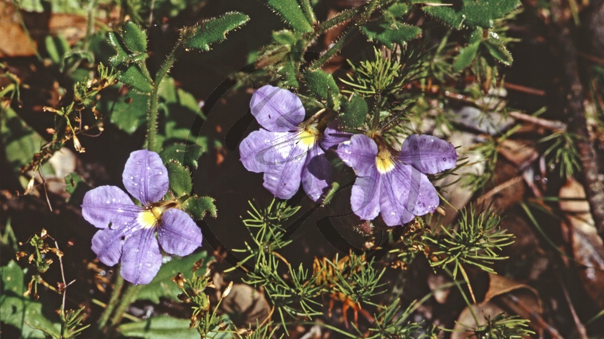 Jarrahwälder - Blaue Fächerblume - Velvet Fanflower - [Scaevola phlebopetala]_D05-16-47.jpg