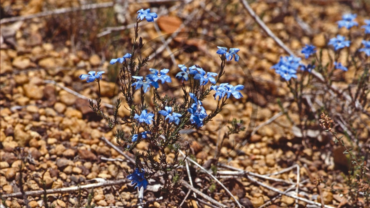Jarrahwälder - blaue Blüten - [unbestimmt]_D05-16-32.jpg
