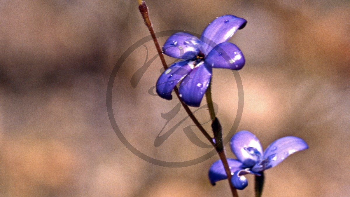 Jarrahwälder - purpurfarbene Lackorchidee - Purple Enamel Orchid - [Elythranthera brunonis]_D05-16-44.jpg