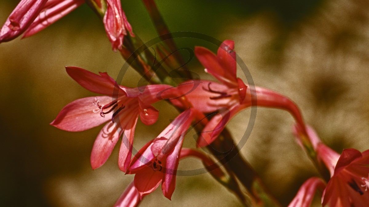 Jarrahwälder - rote Sternblüte - [unbestimmt]_D05-17-01.jpg