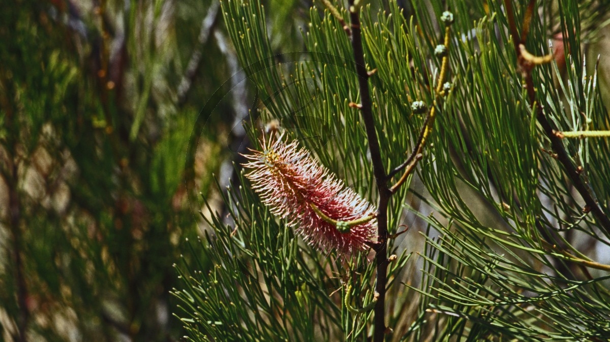Kalbarri Nationalpark - Grevillea - Pink Pokers - [Grevillea petrophiloides]_D05-15-28.jpg