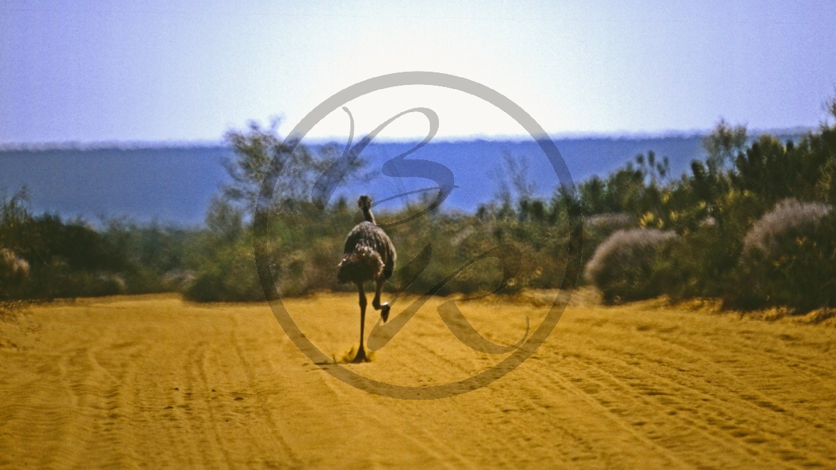 Kalbarri Nationalpark - Große Emu - [Dromaius novaehollandiae]_D06-14-47.jpg