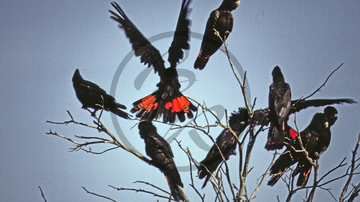 Kalbarri Nationalpark - Rußkakadu - Red-tailed Black Cacatoo - [Calyptorhynchus banksii]_D06-14-46 Rotschwänziger Rußkakadu.jpg