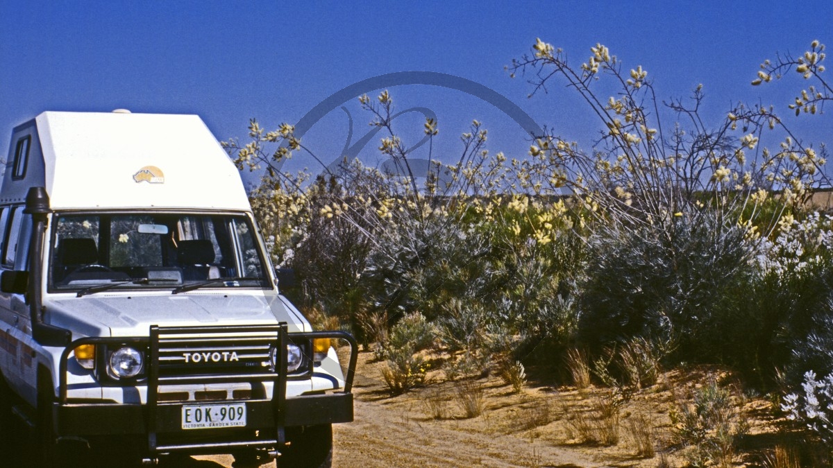 Kalbarri Nationalpark - blühende Büsche - Geländecamper_C04-22-10.jpg