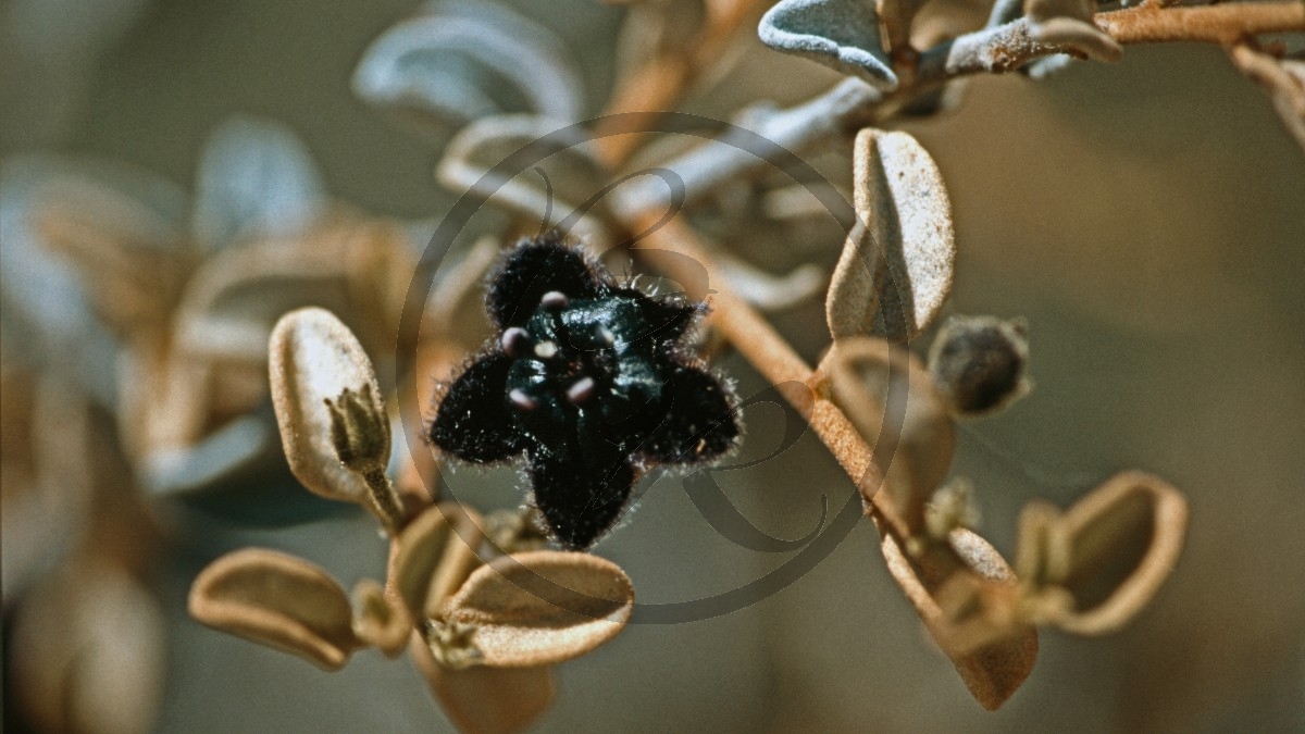 Kalbarri Nationalpark - pelzige Blüte - [Anthotroche walcottii]_D05-15-19.jpg