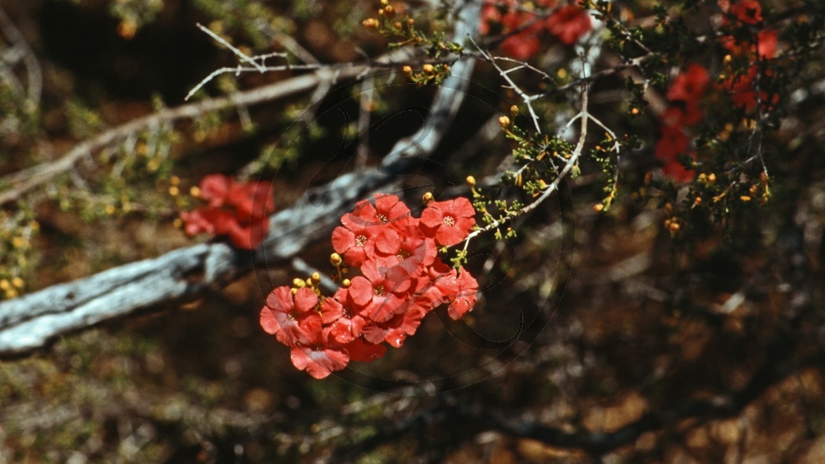 Kalbarri Nationalpark - rote Blütendolde - Coppercups - [Pileanthus peduncularis]_D05-14-42.jpg