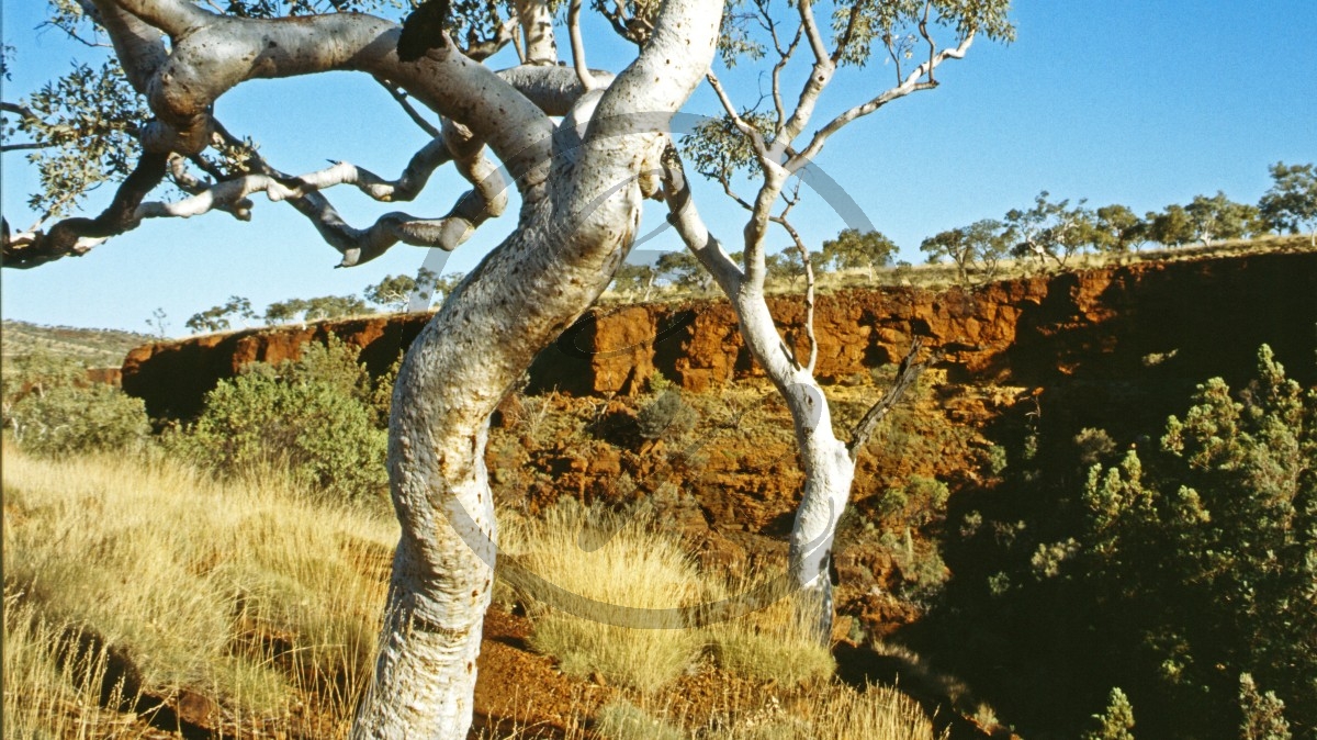 Karijini Nationalpark - Dales Gorge_C04-20-36.jpg