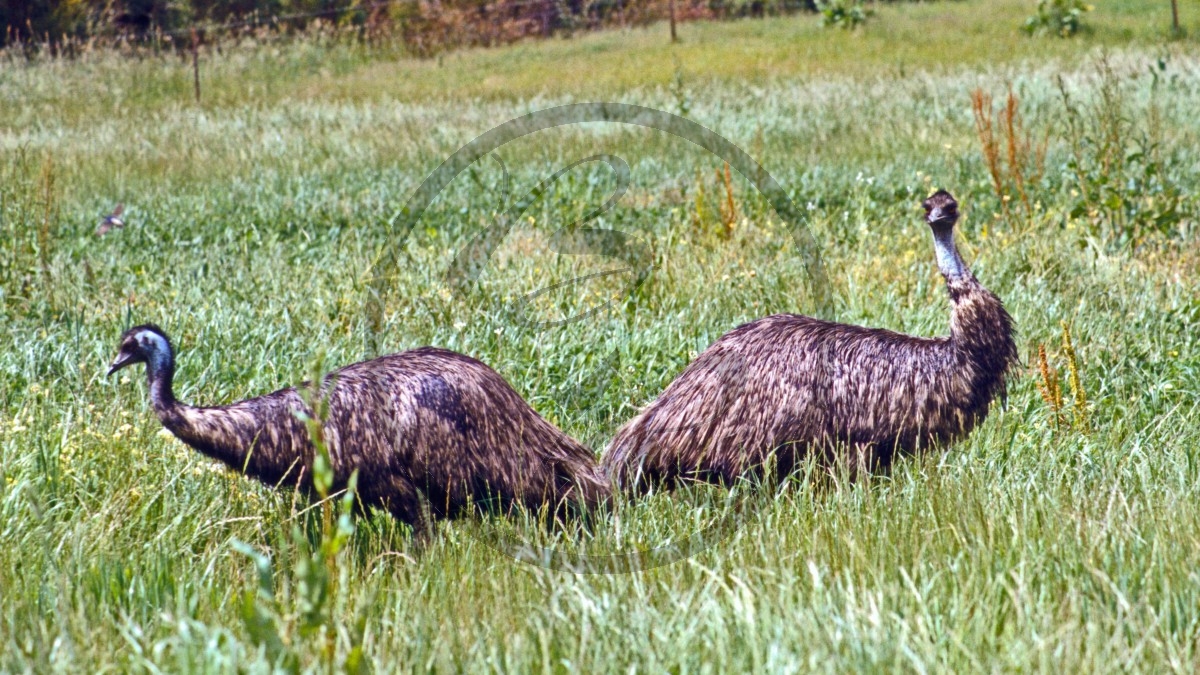 Karri Valley - Große Emu - [Dromaius novaehollandiae]_D06-15-04.jpg