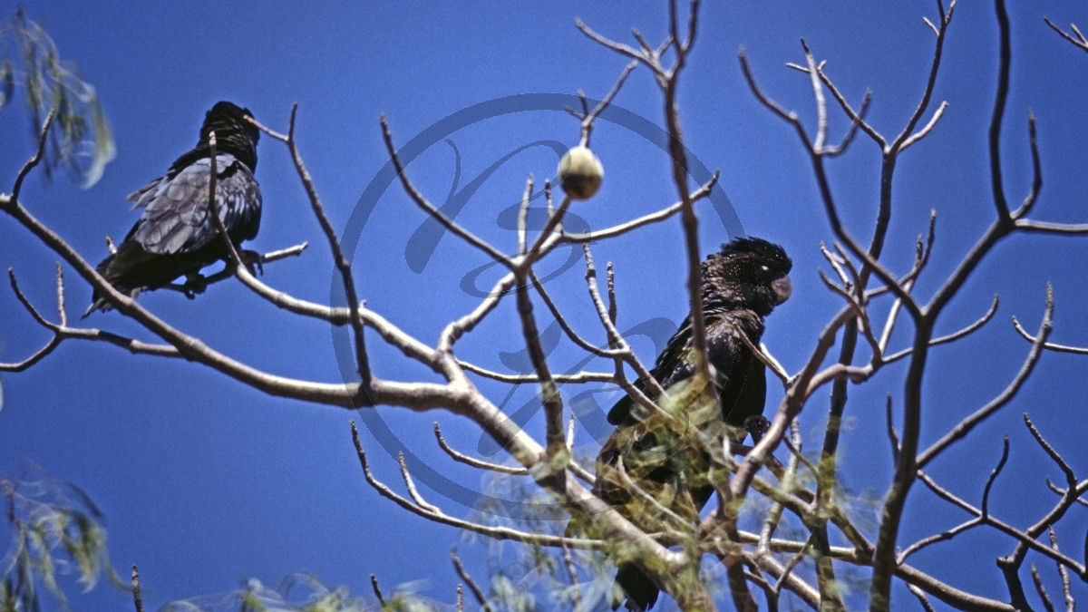 Kimberley - Oscar Range - rotschwäziger Rußkakadu - Red-tailed Black Cacatoo - [Calyptorhynchus banksii]_D06-13-29.jpg