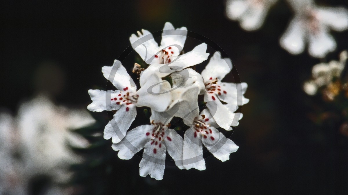 Kreuz des Südens - [Xanthosia rotundifolia]_C04-45-42.jpg