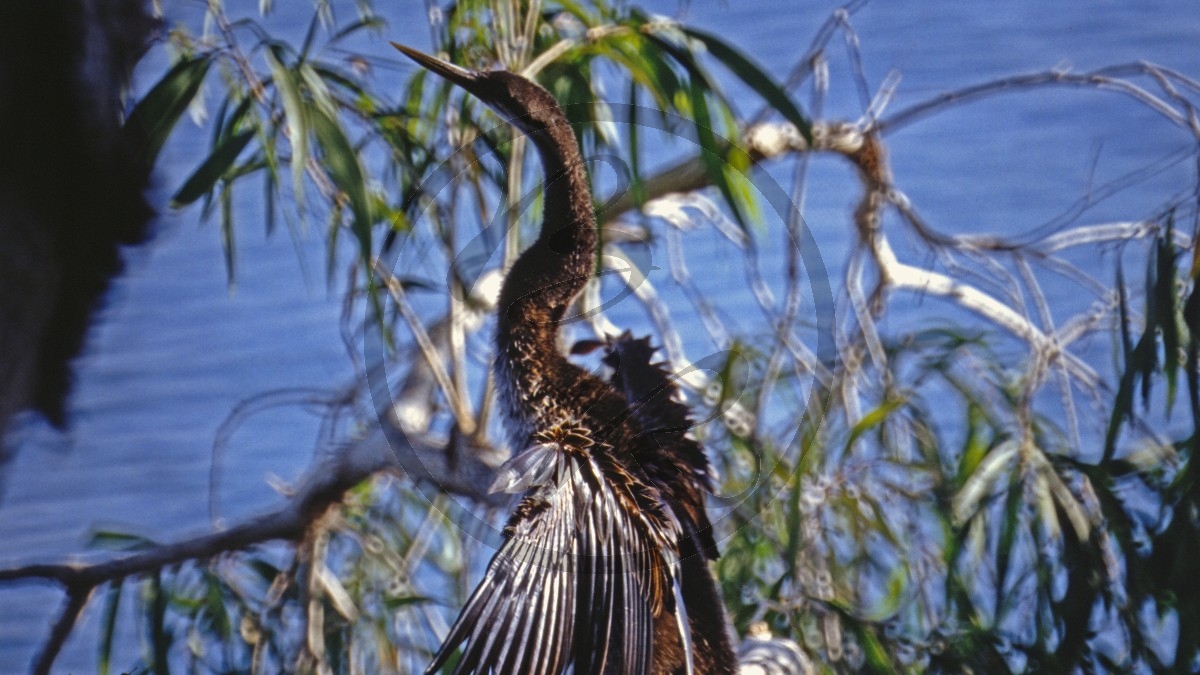 Kununurra - Ord River - Australischer Schlangenhalsvogel - Darter - [Anhinga novaehollandiae]_D06-13-05.jpg