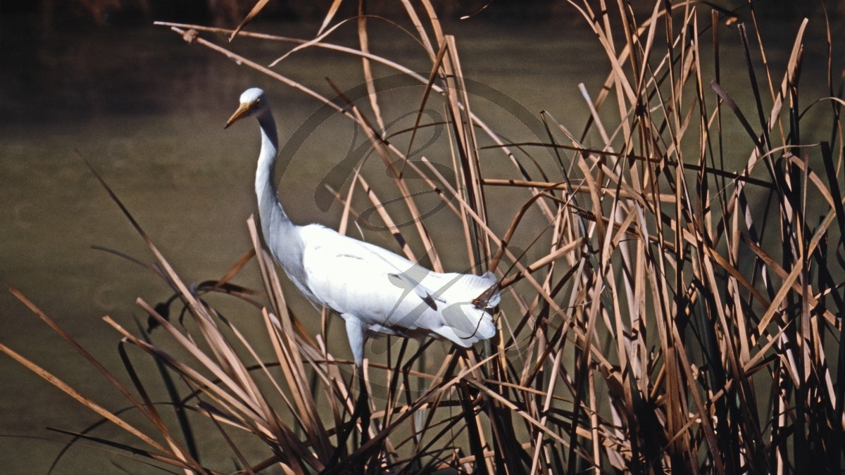 Kununurra - Ord River - Silberreiher - [Ardea alba]_D06-12-50.jpg