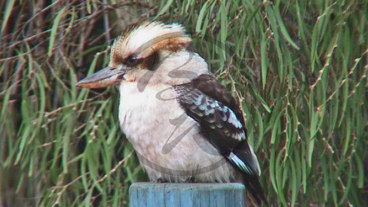 Leeuwin-Naturaliste National Park - Jägerliest [Dacelo novaeguineae] (2003-241).jpg