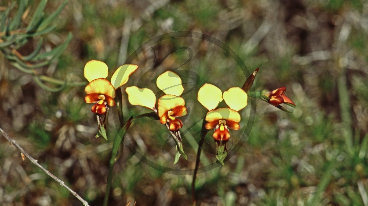 Lucky Bay - (Wallflower Orchid) - Orchidee - [Diuris corymbosa]_C04-47-18.jpg