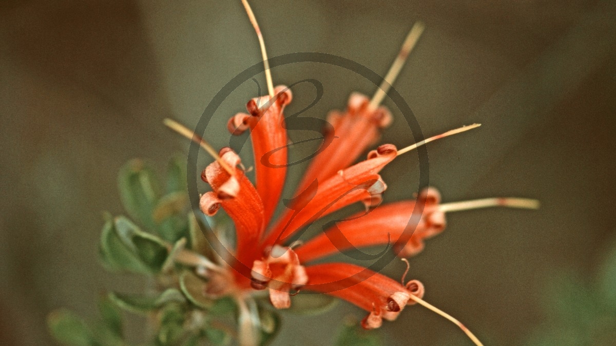 Lucky Bay - Heath-leaved Honeysuckle - [Lambertia ericifolia]_C04-46-30.jpg