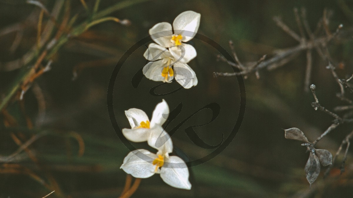 Lucky Bay - Iris - White Flag - [Patersonia]_C04-46-41.jpg