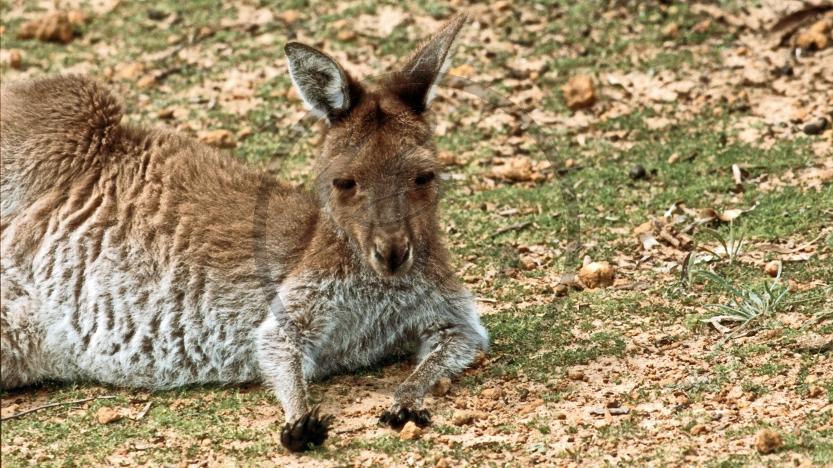 Lucky Bay - Känguru_C04-46-47.jpg