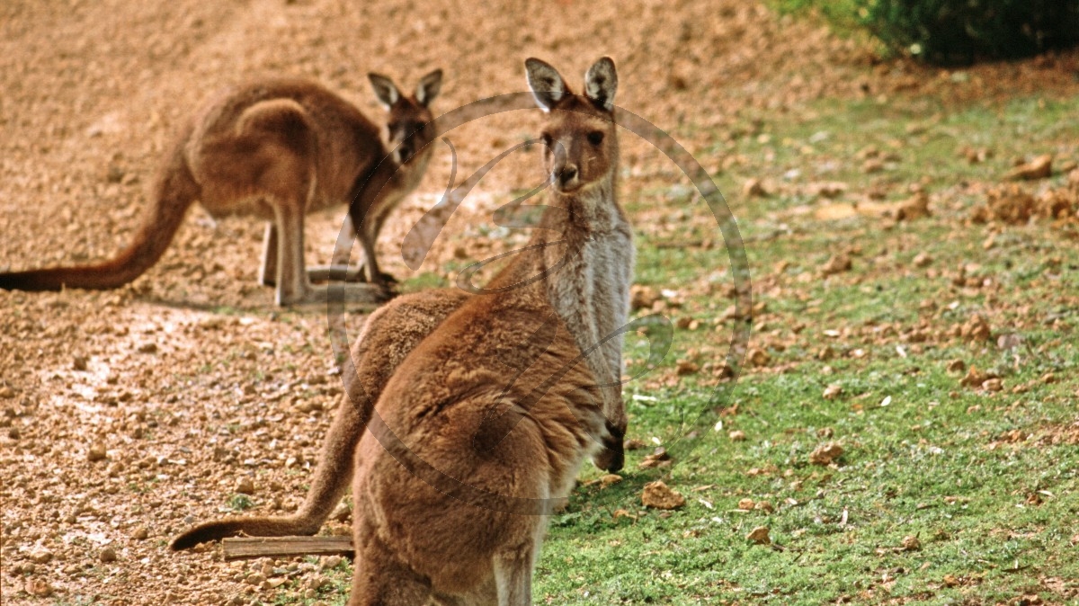 Lucky Bay - Kängurus_C04-46-27.jpg