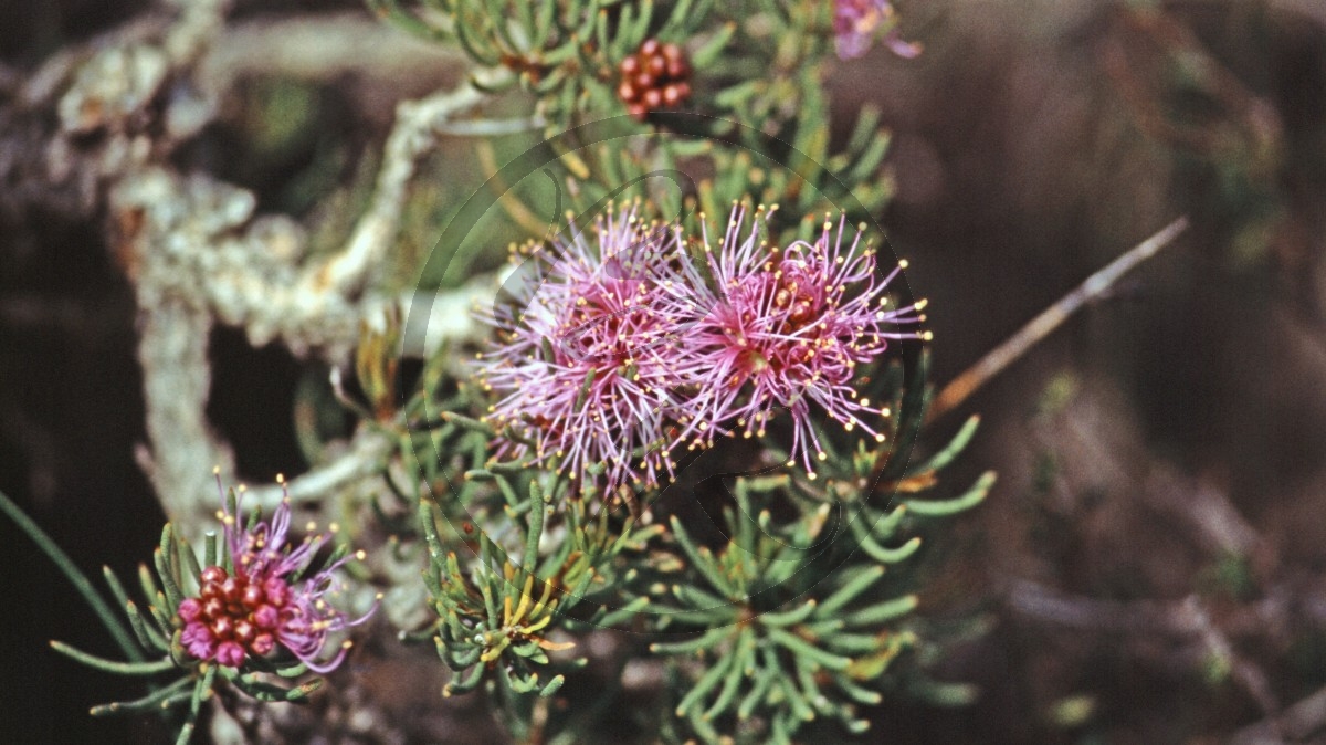 Lucky Bay - Myrten-Heide - Honey-Myrtle - [Melaleuca]_C04-46-37.jpg