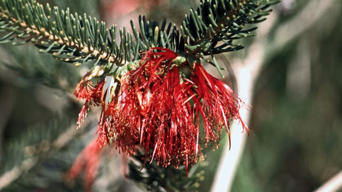 Lucky Bay - One Side Bottlebrush - [Calothamnus]_C04-47-09.jpg