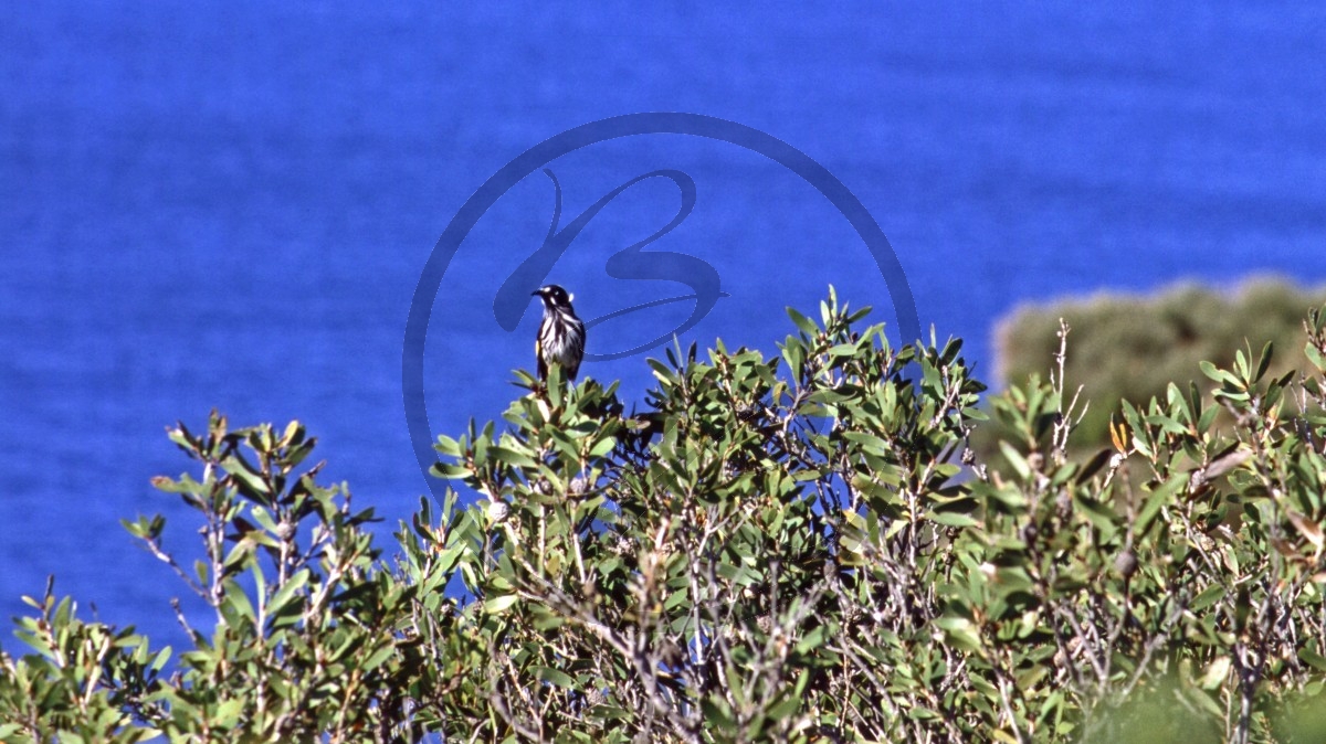 Lucky Bay - Weißaugen-Honigfresser - New Holland Honeyeater - [Phylidonyris novaehollandiae]_C04-47-14.jpg