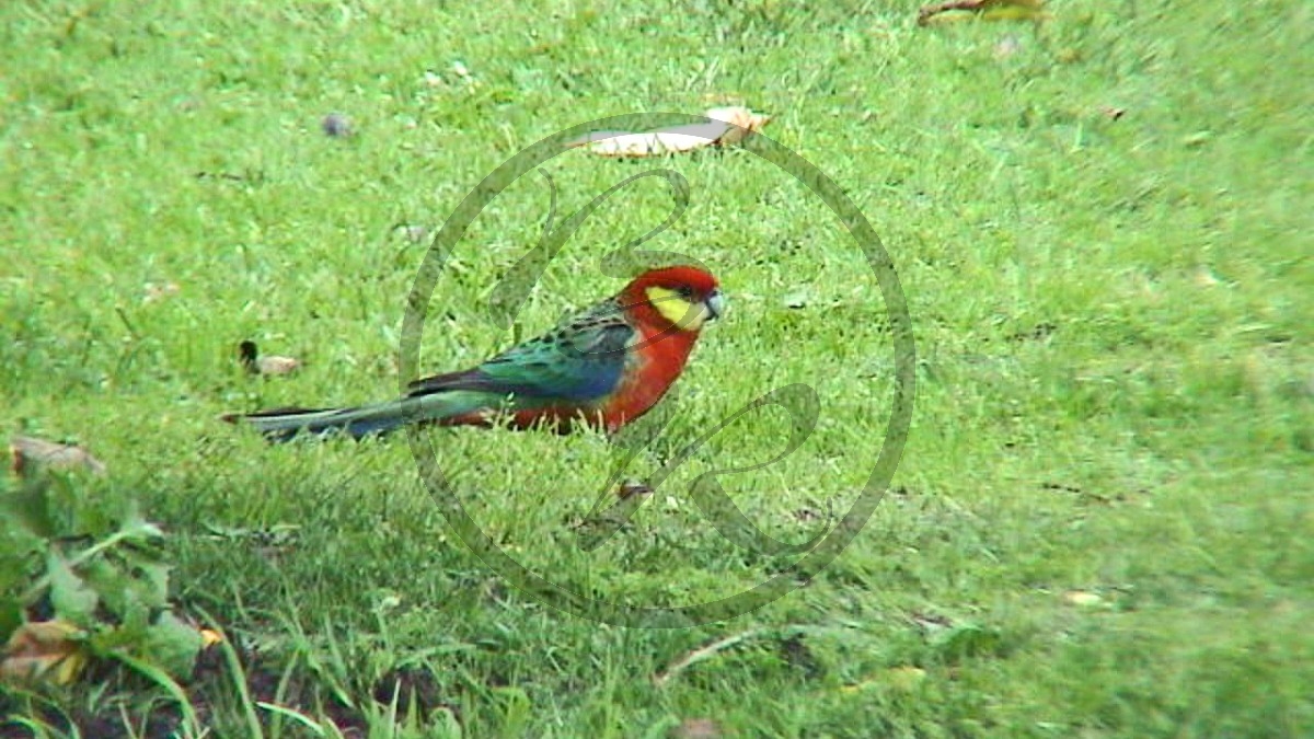 Margaret River- Gelbwangenrosella- männlicher [Platycercus icterotis] (2003-238).jpg