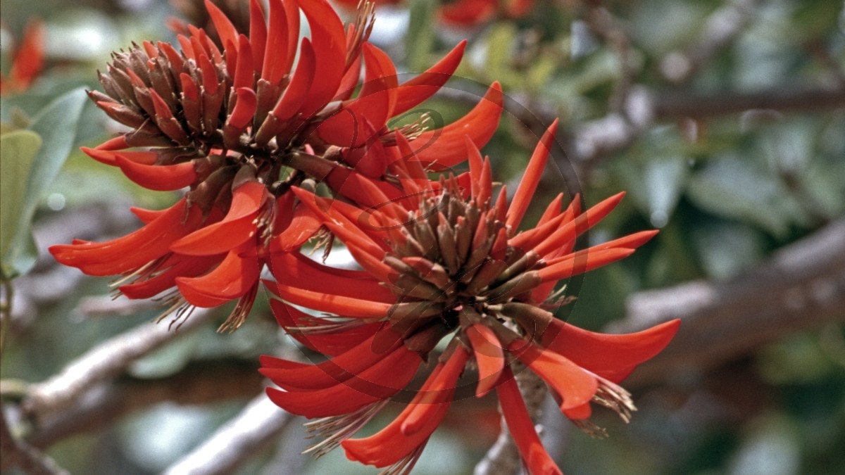 Midland Road (Moora) -  Korallenbaum - [Erythrina speciosa]_D05-15-47.jpg