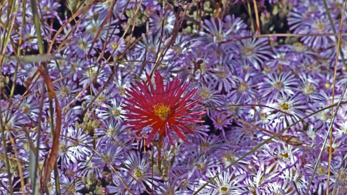 Midlands Road - Minnie Daisy [Minuria leptophylla] und Azure Daisy Bush [Olearia rudis]_D05-15-49.jpg