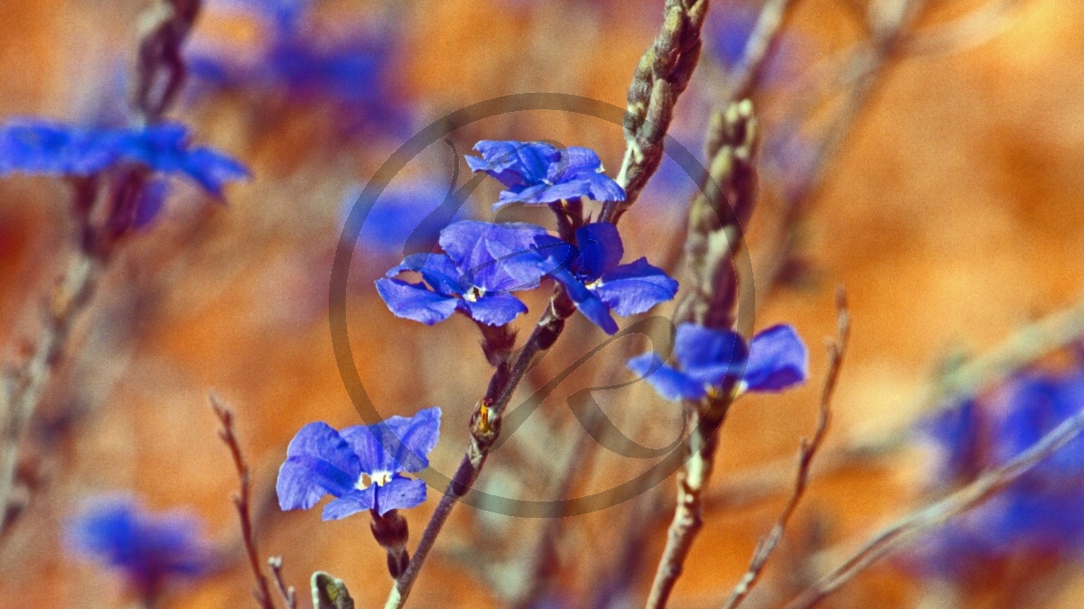 Midlands Road - blaue Blüten - [unbestimmt oder Isotoma hypocrateriformis]_D05-15-41.jpg