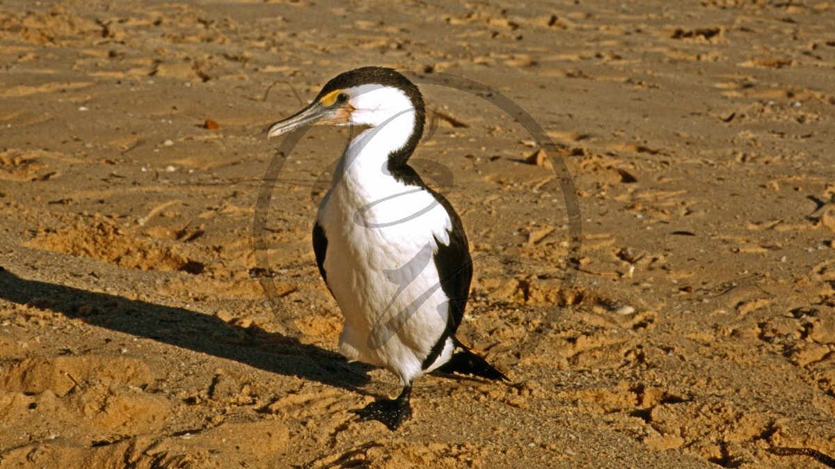 Monkey Mia - Elsterscharbe - Pied Cormorant - [Phalacrocorax varius]_D06-14-44.jpg