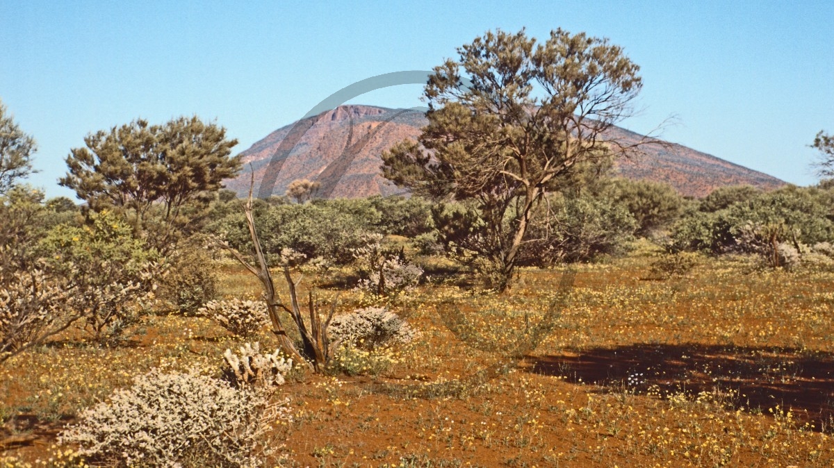 Mount Augustus - Outback_C04-43-41.jpg