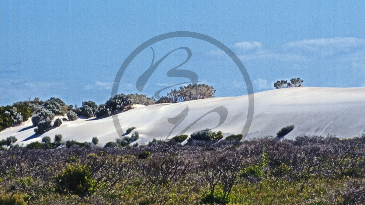 Nambung Nationalpark - Düne_C04-22-40.jpg