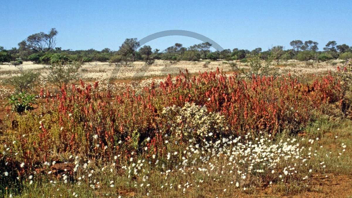 Outback - Blütenteppich - Wildblumen - wild flower route_C04-43-45.jpg