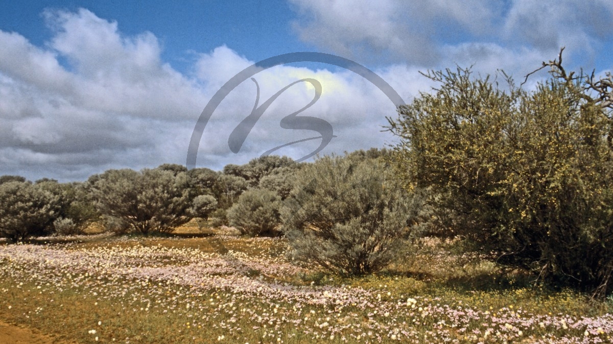 Outback - Blütenteppich_C04-44-10.jpg