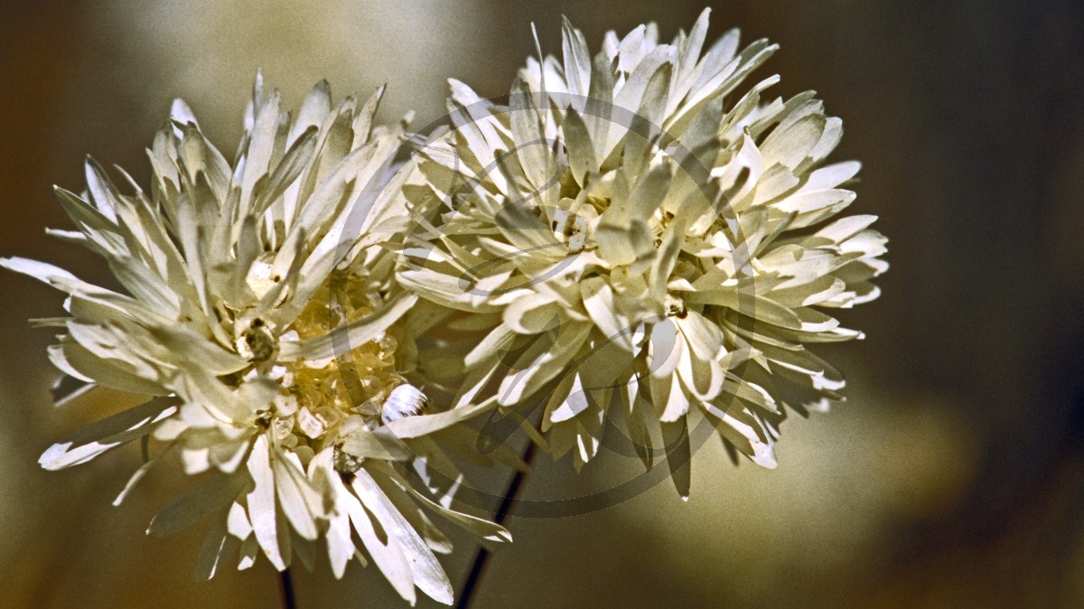 Outback - Strohblume - Splendid Everlasting - [Rhodanthe chlorocephala splendida]_C04-43-08.jpg