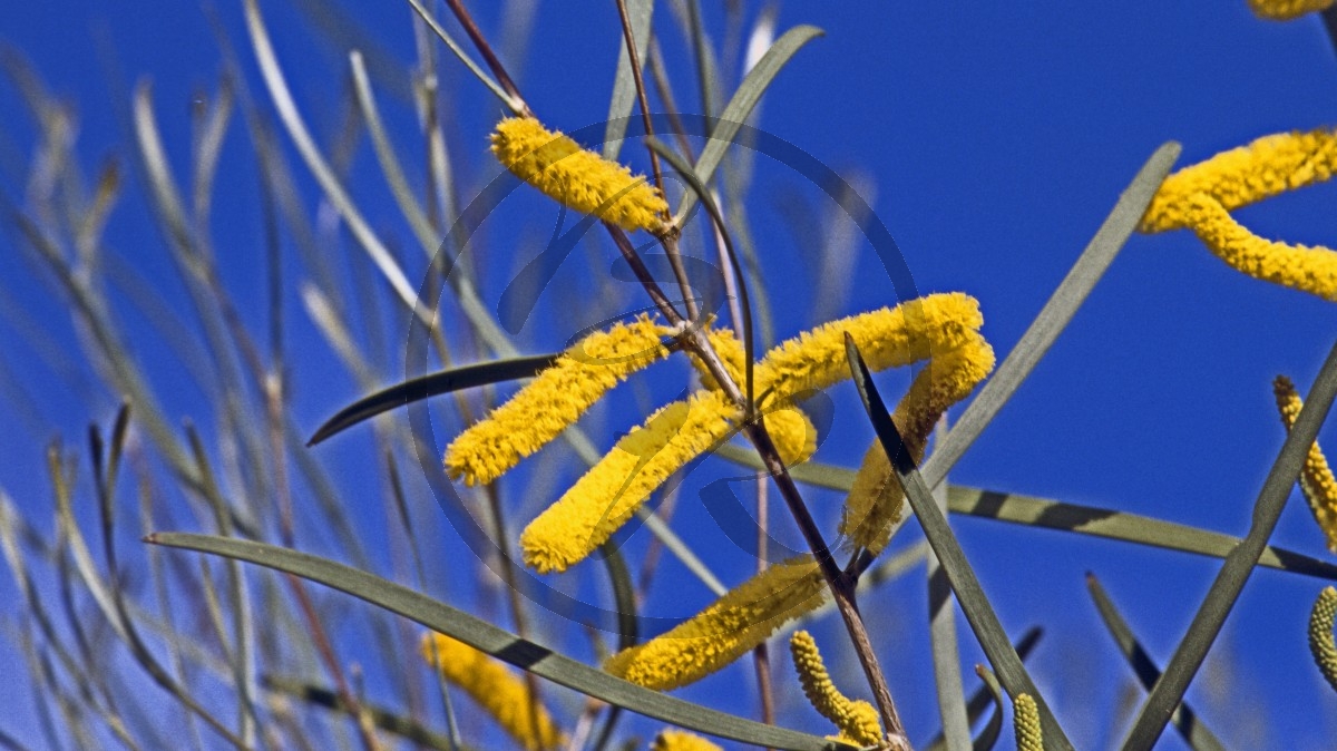 Outback - Wildflower Route - Akazie - Wattle - [Acacia lasiocalyx]_C04-44-44.jpg