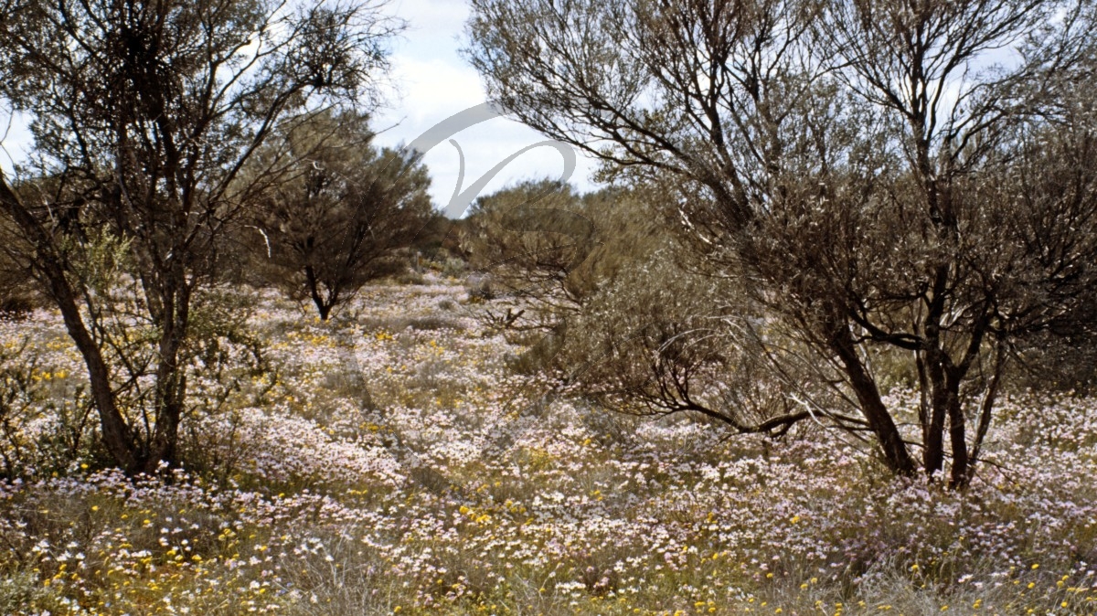 Outback - Wildflower Route - Blütenteppich_C04-44-20.jpg
