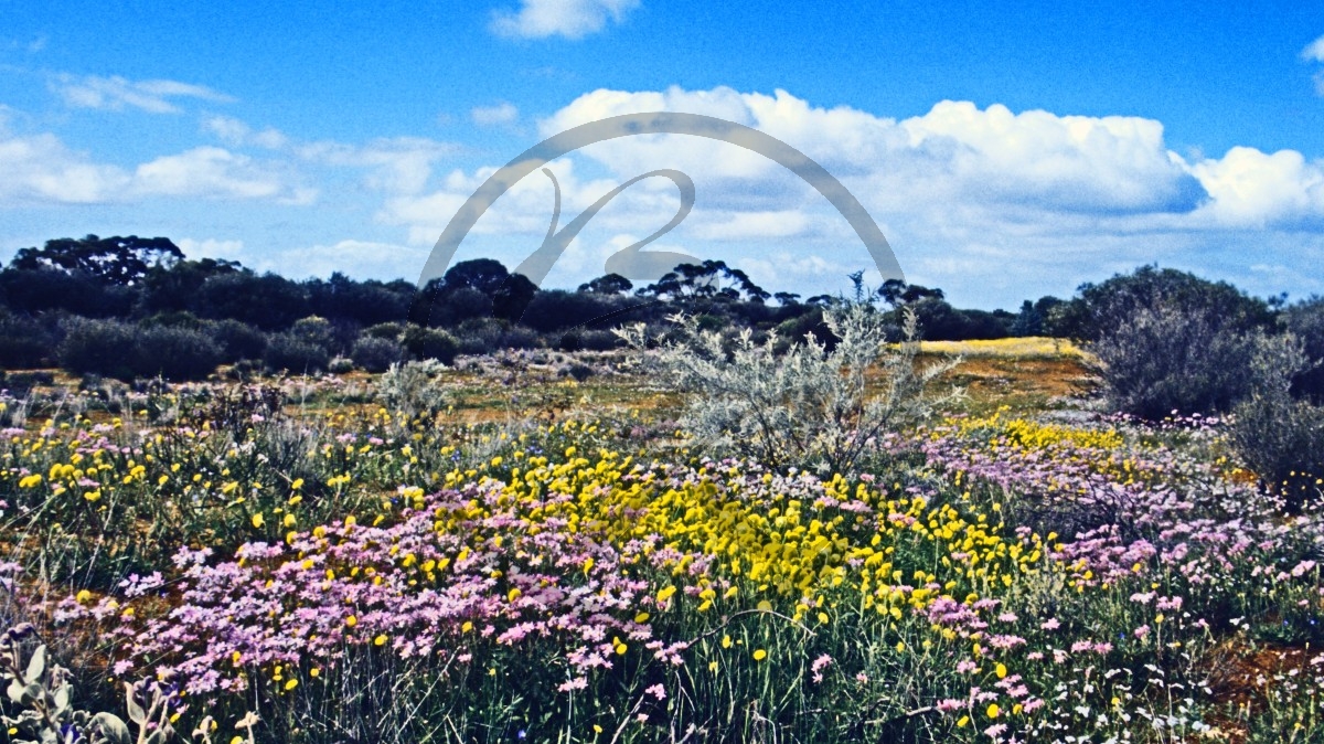 Outback - Wildflower Route - Blütenteppich_C04-44-41.jpg