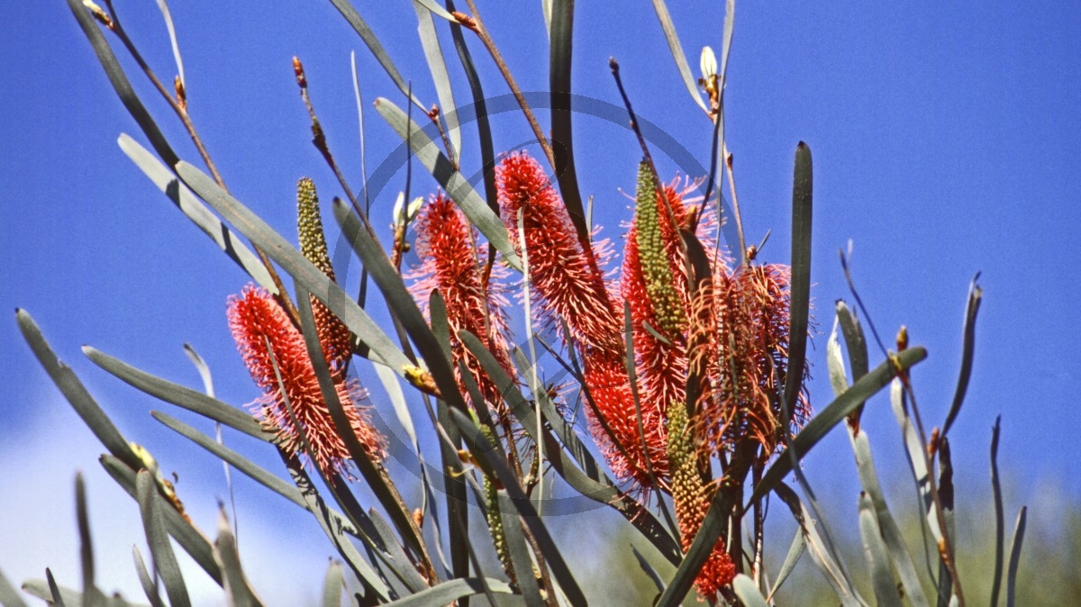 Outback - Wildflower Route - Nadelkissen - Pink Spike Hakea - [Hakea coriacea]_C04-45-06.jpg