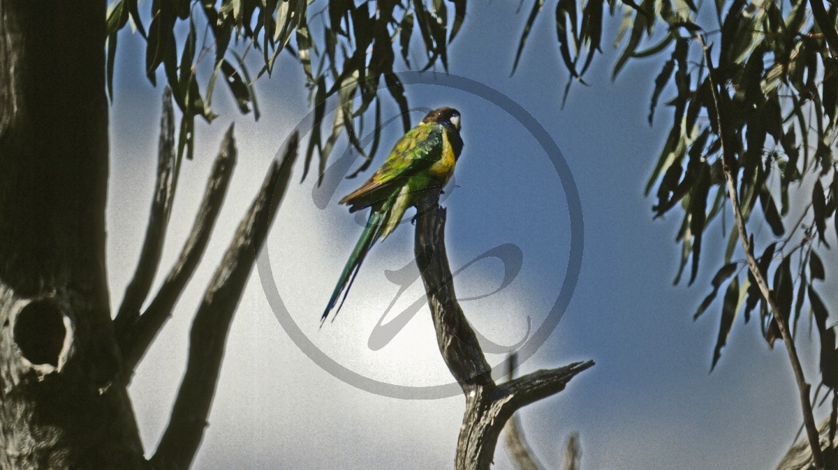 Outback - Wildflower Route - Ringsittich - (Kragensittich) - Australian Ringneck - [Barnardius zonarius]_C04-45-02.jpg